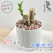 小品文化｜巴西鐵樹｜4吋仿瓷免澆水盆栽｜室內植物 室內桌上盆栽 懶人盆栽 吸水盆栽 水培植物 水培盆栽 室內盆栽
