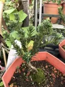 ( 花園小果樹 ) - 藍天羅漢松（嫁接）六角盆