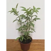 芳香萬壽菊苗 3寸/ 5寸 盆 蜂窩菊 金盞菊 可泡茶 好種易活，芳香萬壽菊苗