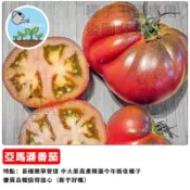 亞馬遜番茄種子 牛番茄 黑柿番茄 桃太郎 番茄苗 家庭菜園 陽台盆栽 蔬果栽培 自種食材 豐收果實 台灣適種 易栽品種