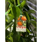 珍珠柑/橘子苗/永吉種苗園