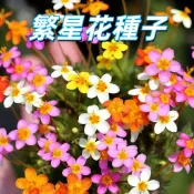 【繁星花種子】草本仙丹花 花卉種子 草花種子 開花植物 盆栽 花壇 陽台園藝 播種 四季草花 耐熱 新手易種植