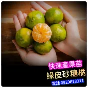 綠皮砂糖橘✅嫁接大苗盆栽✅可陽台當盆栽養 砂糖橘 果苗 樹苗 水果苗 矮化果樹 矮生盆栽 矮化盆栽 水果盆栽 水果樹苗