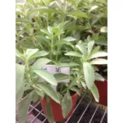 香草植物：（甜菊盆栽）