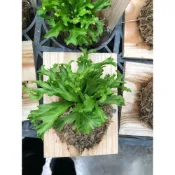 (店+)花森好市-蕨類植物**鹿角山蘇 (上板)**約3吋盆/高5-10公分/ 綠化植物 /MA(特價中)