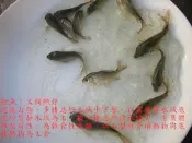 淡水 魚苗 草魚 烏鰡 白鰱 鯽魚 鯉魚 鯰魚 加州鱸 台灣鯛 小錦鯉 小龍鯉 金魚 斑鱧 錦鯉 放生