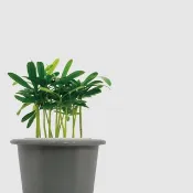 │ 窯瓷系列 │ 迷你羅漢松 - 松柏植物 水耕 種子盆栽 室內盆栽