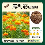 【種子 電子發票】馬利筋 紅蝴蝶 種子｜蜜源花卉｜吸引蝴蝶｜生態庭園推薦｜耐熱好種｜空中花園藝世界