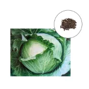 (店+)【蔬菜之家】B23-1.高峰高麗菜種子 0.55克約75顆平地呈扁球；高冷地呈尖球