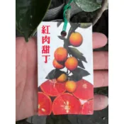 頂耀園藝 紅肉柳丁苗 高度約60公分以上