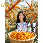 現貨隔日寄 沙棘種子 大果沙棘 小果沙棘 醋柳 酸刺 多季水果 陽台盆栽 庭院種植 多年生果樹籽高產