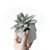 (預購) 白灰漸層系列 | 無星兔耳 六邊形雙色水泥多肉植栽
