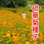 25 硫華菊種子 金光菊種子 台灣現貨 太陽花 波斯菊 秋播花卉 耐熱易開花 爆盆庭院陽台 四季可種 野花花種 蜜源植物