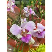 花田里-蘭科_鐵釘蘭_(棒葉萬代蘭)_-尖葉萬代蘭 4吋盆 高30-60-cm  花期春末至秋初