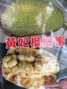 ╭＊田尾玫瑰園＊╯優良水果苗-(黃妃榴槤蜜)嫁接苗-高2尺500元