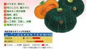 【媽咪蔬果園】、日本迷你栗坊     栗子南瓜　種子