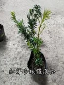 紅芽珍珠羅漢松【新中港花卉】植物