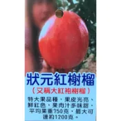 🌸植plant & flower ~ 狀元紅石榴  特大果石榴