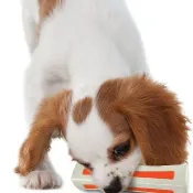 【比漾咬咬骨】狗狗潔牙玩具 3尺寸 迷你到中大型犬適用