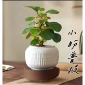 小盼菩提/ 金錢榕 金背榕  智慧之樹 小盼菩提盆栽 小盼菩提樹
