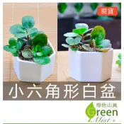 小六角形白盆 陶瓷花盆 多肉花盆 陶盆 白盆 簡約白陶瓷花盆 水泥盆【綠色山嵐】