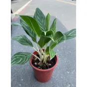 【＊花花世界＊】N002 白馬粗肋草