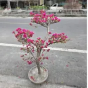 日本九重葛盆栽🌸定價2400元高度連盆100~120公分