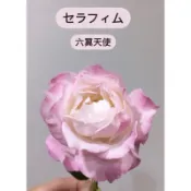 （自根盆現貨請聊聊）六翼天使 セラフィム玫瑰花月季 植株盆栽 盆栽苗 3.5吋 4吋無根保濕枝條