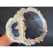 ***原礦屋*** 美麗矽化木！A級馬達加斯加天然多彩木化石切片2310.4g (可當飾品座)！