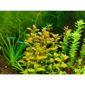 南美小圓葉/後景草/有莖水草/小葉挺水草/強尼草鋪