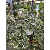 植系青屬-常春藤/觀葉植物/室內植物/六吋吊盆