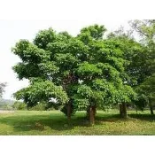 花蓮 天然 無毒 無農藥 茄苳樹幼苗 10-20公分 裸根苗