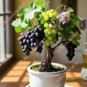 現貨 新種  矮化葡萄種子（50粒）新品種 四季種植矮化盆栽庭院種子 庭院 耐寒高產水果 多年生 葡萄種子