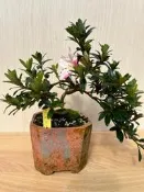 《夢花火》盆景-日本皋月杜鵑品種麽（吉峰之光）盆栽/植栽