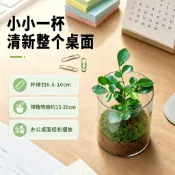 辦公桌透明玻璃杯羅漢松發財樹富貴竹苔蘚微景觀學生老師手辦禮物BQKT