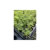 (店+)茴香苗 小茴香苗 蒔蘿 香料植物苗