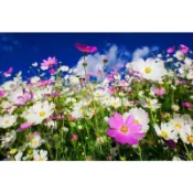花海波斯菊種子200粒35元
