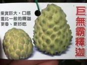 ╭＊田尾玫瑰園＊╯新品種水果苗-(巨無霸釋迦)