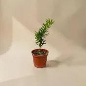 ｛英宏｝晶鑽羅漢松3寸 滿天星羅漢松 金鑽羅漢松 常綠植物