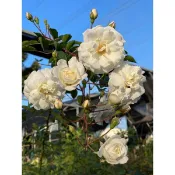 (白滿天星)⭐️蔓性、攀藤⭐️ 🌹 蔓性玫瑰 🌹 玫瑰花盆栽苗 🌹 玫瑰苗 🌹 玫瑰花苗 🌹 玫瑰盆花 🌹玫