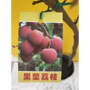 卉迎園藝 黑葉荔枝高壓苗高度60公分/水果樹苗/新興果樹