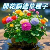 台灣現貨【開花銅錢草種子】 台灣金錢草 香菇草 水耕植物 室內盆栽 淨化空氣 易種 發芽快 觀葉 水生 種子 新手易種植