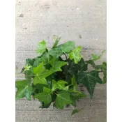 【花田里】 花苗-樹苗-水果樹苗_綠色常春藤(不分品種)_-3吋盆