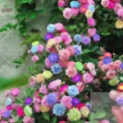 新品薔薇花 四季種植 爬藤月季花籽種子混色四季播種開花攀援花卉植物景觀子 玫瑰花 種子