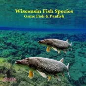 【三民網路書店】Wisconsin Game Fish and Panfish Species Kids Book: Great Book About the Different Types of Fish in Wisconsin 作者：Kinsey Marie