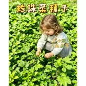 現貨隔日寄 天然有機珍珠菜種子 台灣本土野菜 雞油梗 山蘇菜 可食用葉菜 家庭菜園 盆栽種植 四季可播 高存活率