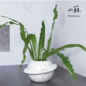 (店+)原植｜植物｜山蘇．鳥巢蕨．巢蕨．蕨類．可食用．招財植物．觀葉植物．室內植物·耐陰植物