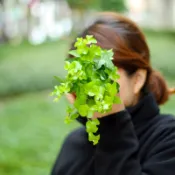 文青植栽，常春藤苔球