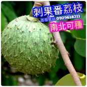✅刺果番荔枝✅標準苗+施肥+超取版 山刺番荔枝 羅李亮果 紅毛榴槤 果苗 樹苗 矮化果樹 矮生盆栽 矮化盆栽 水果盆栽