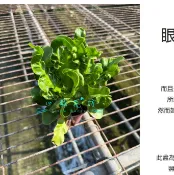 心栽花坊-眼鏡蛇山蘇/3吋/蕨類/綠化植物/室內植物/觀葉植物/蕨類/售價150特價120